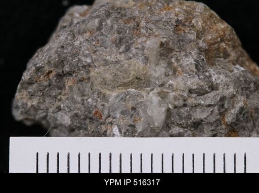 Hebertella vulgaris