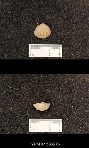 Rhynchotrema capax
