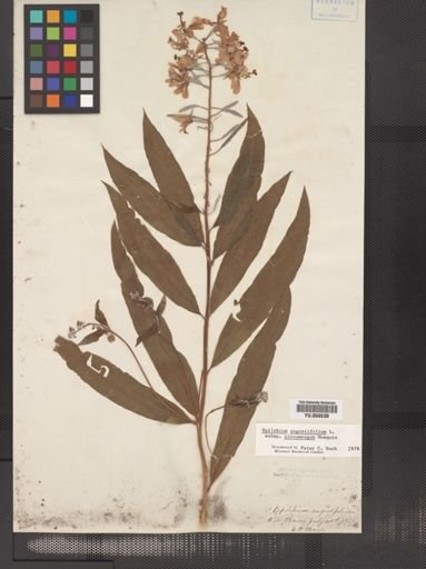 Epilobium angustifolium cricumvagum
