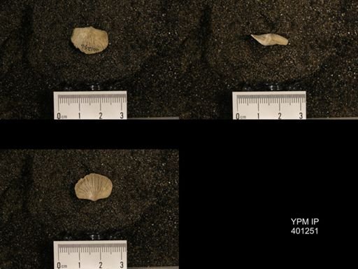 Orthis (Plectorthis) dichotoma