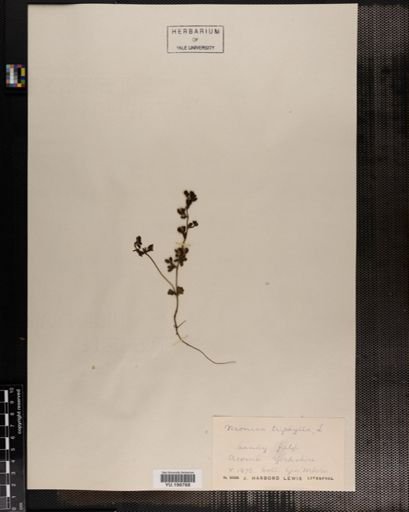 Plantae