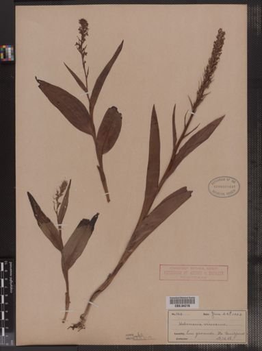 Habenaria virescens