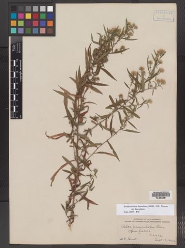 Symphyotrichum lanceolatum