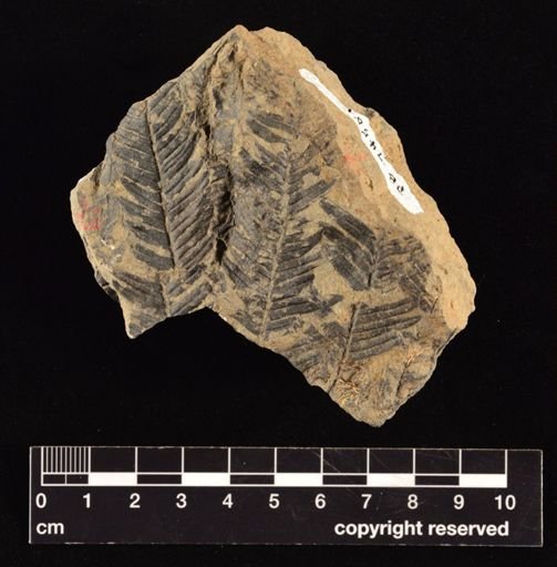 Calcaropteris boeselii