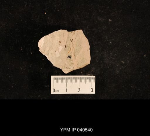 Lemmatophora typa