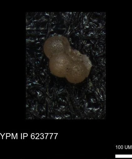 undet. Rugoglobigerinidae