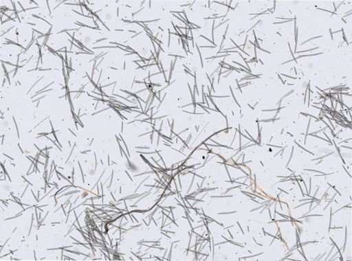 Niphates erecta