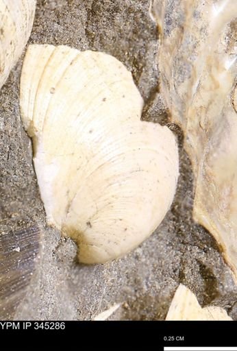 Limopsis striatopunctatus