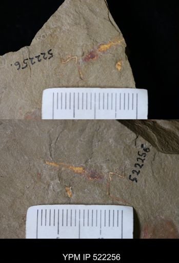 undet. Annelida