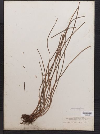 Vittaria