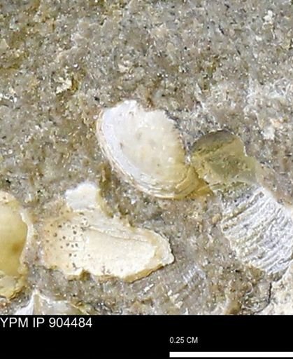 Corbulamella?