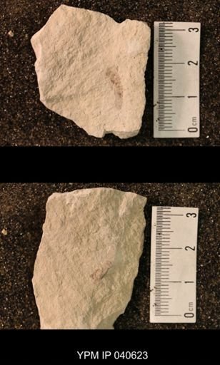 Hexapoda