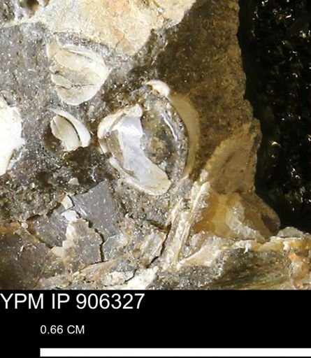 undet. Bivalvia