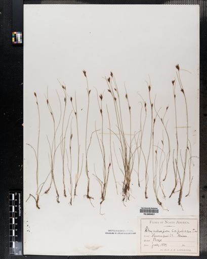 Rhynchospora capillacea