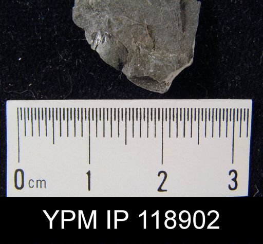Lingula clintoni