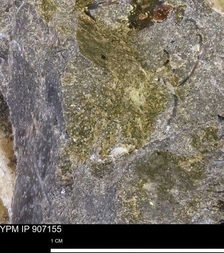 undet. Mollusca