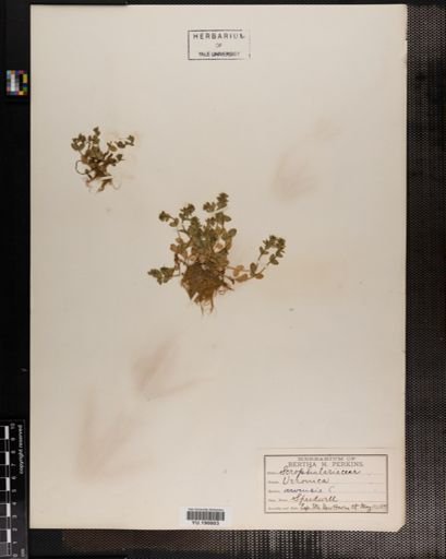 Plantae