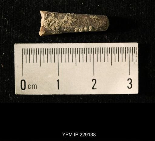 Pseudorthoceras knoxense