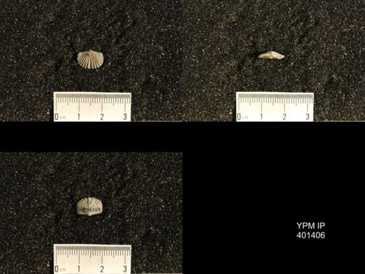 Plectorthis plicatella