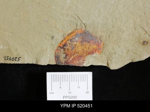 undet. Arthropoda