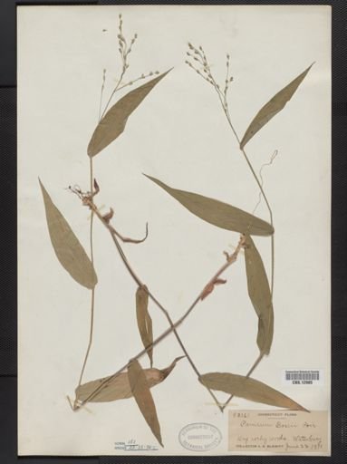 Panicum boscii
