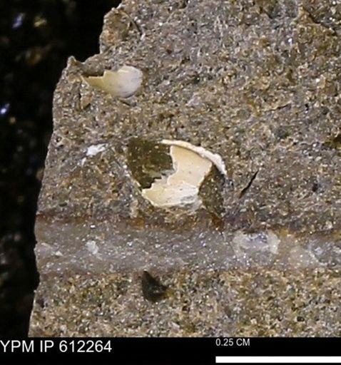 undet. Bivalvia