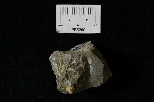 Ammonoidea