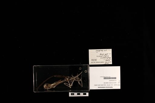 Hydrosaurus amboinensis