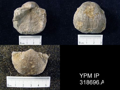 Productus semireticulatus