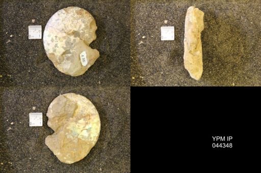 Hoploscaphites comprimus