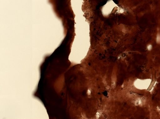 Aplysina nr. cauliformis