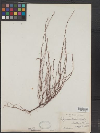 Polygonum tenue