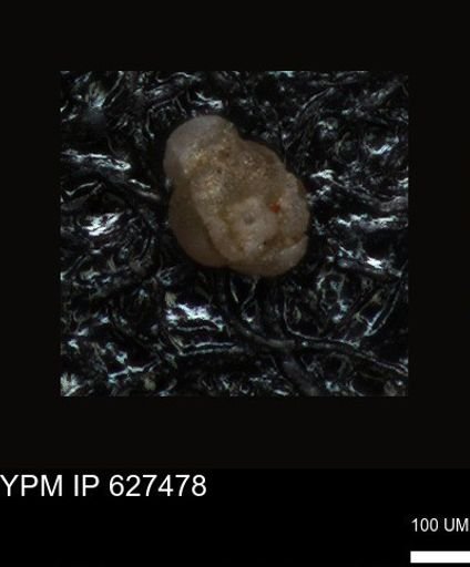 undet. Foraminiferida