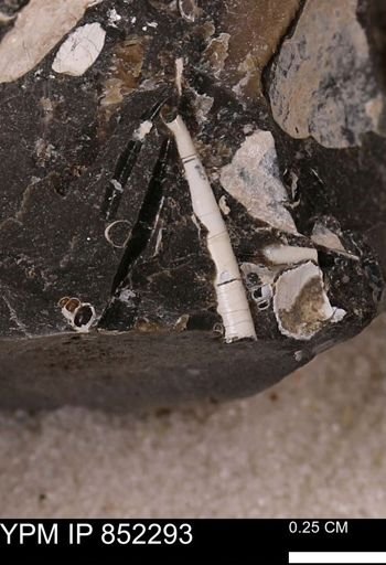 Dentalium sp.