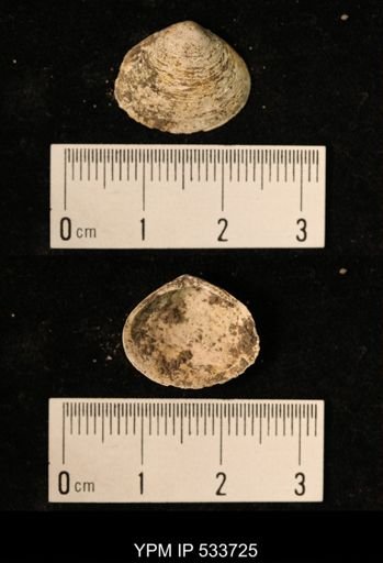 Macoma sp.