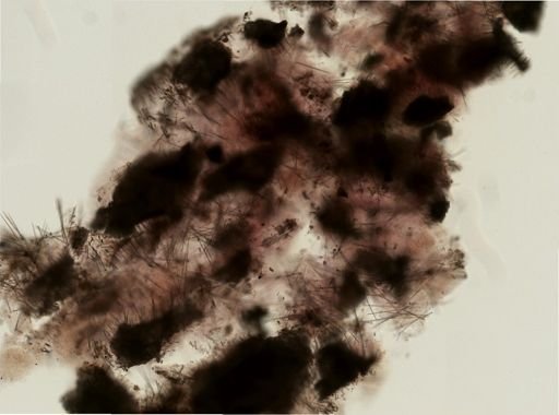 Ircinia sp.