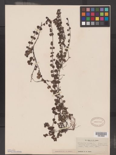 Mitchella repens
