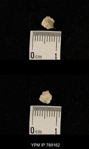 undet. Brachiopoda