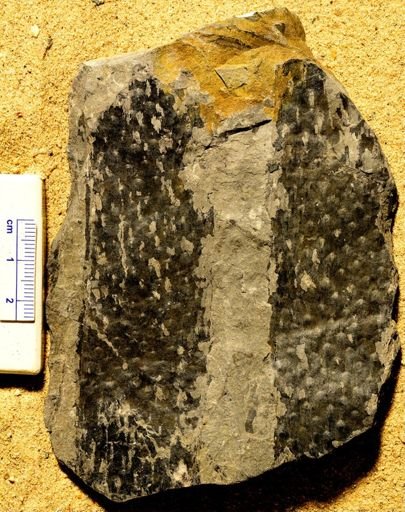Sigillaria minuta