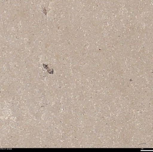 undet. Hymenoptera