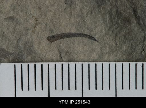 undet. Eurypterida