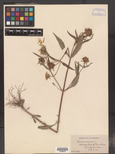 Bidens cernua