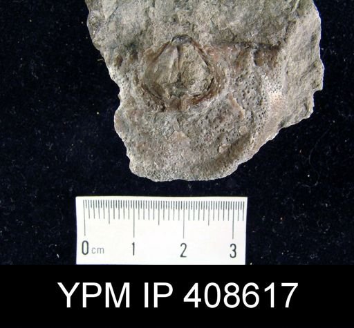 Leptaena sp.