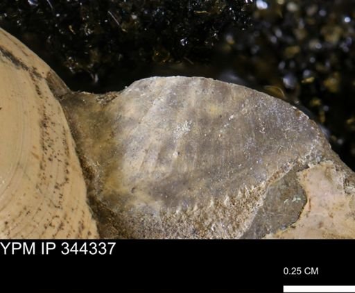 Parallelodon (Cosmetodon) sp.