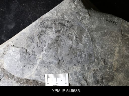 Eurypterus