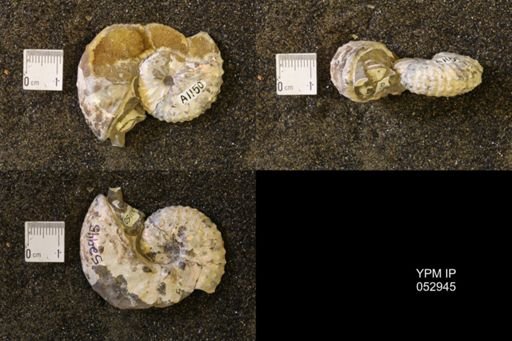 Discoscaphites gulosus