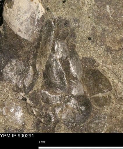 Anomia gryphorhyncha