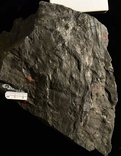 Calamites sp.