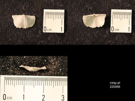 Chonetina flemingi alata