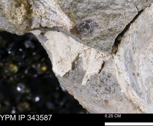 undet. Bivalvia